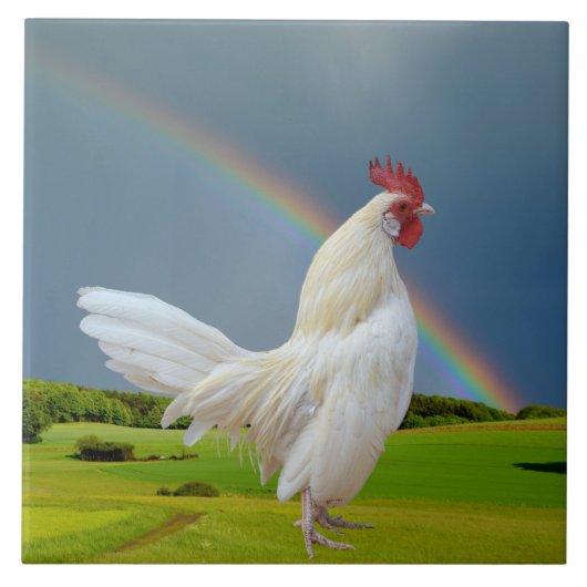 WITTE ROOSTER ONDER EEN RAINBOW TEGELTJE (Voorkant)