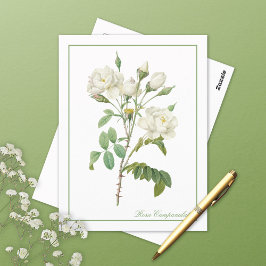 Witte Rosa Campanulata Redoute Ansichtkaart Briefkaart