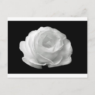 Witte Rose Bloesems Bloemen Tuin Vrede Liefde Kuns Briefkaart