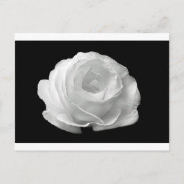 Witte Rose Bloesems Bloemen Tuin Vrede Liefde Kuns Briefkaart