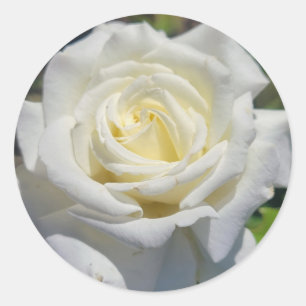 Witte Rose Stickers