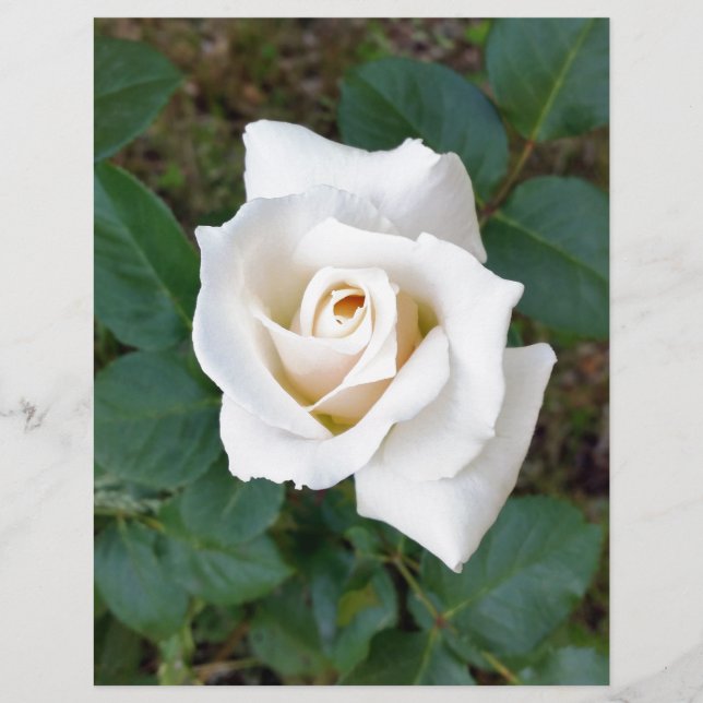 witte rosebud (Voorkant)