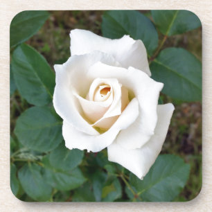 witte rosebud drankjes onderzetter