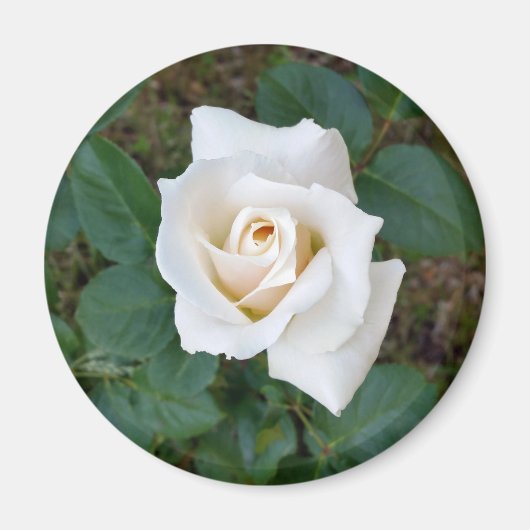 witte rosebud magneet (Voorkant)