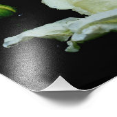 Witte rosebud met regendruppels 8x10 bloem foto afdruk (Hoek)