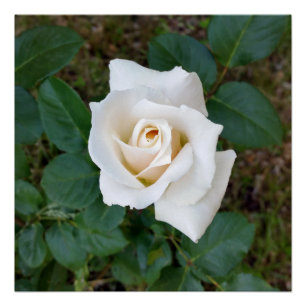 witte rosebud perfect poster