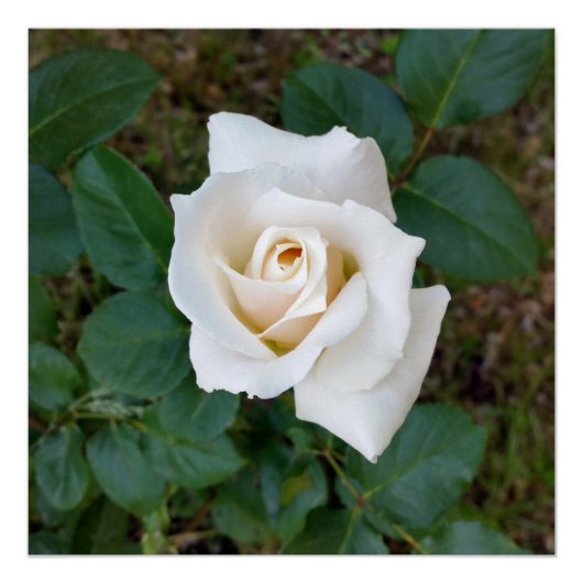 witte rosebud perfect poster (Voorkant)