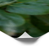 witte rosebud perfect poster (Hoek)