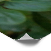 witte rosebud poster (Hoek)