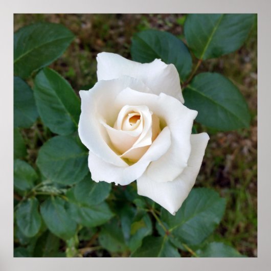 witte rosebud poster (Voorkant)