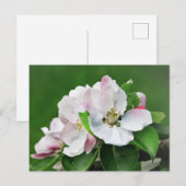 Witte roze bloesem Briefkaart appelboom (Voorkant / Achterkant)
