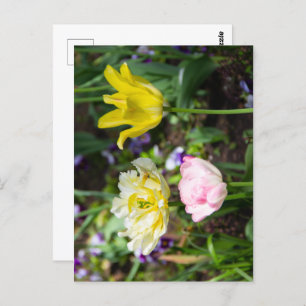 Witte, roze en gele tulpen in de tuin briefkaart