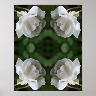 Witte roze met Abstracte regendruppels Poster