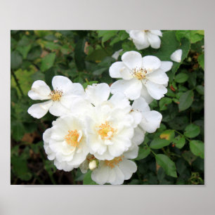 Witte rozen 9158 poster