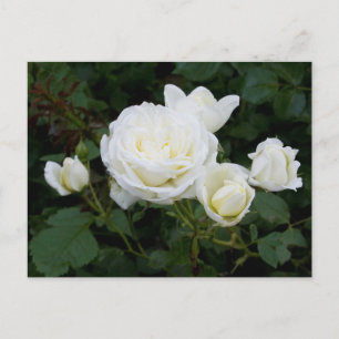 Witte Rozen Ansichtkaart Briefkaart