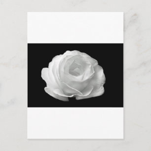 Witte Rozen Bloemen Bloesems Tuin Vrede Liefde Kun Briefkaart