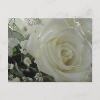 Witte rozen briefkaart