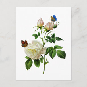 Witte Rozen en Vlinders door Redoute Briefkaart