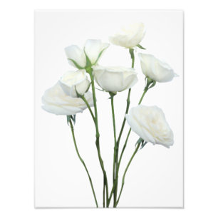 Witte rozen foto afdruk