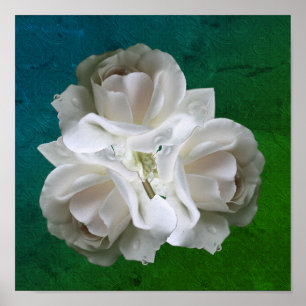 witte rozen met regendruppels, Poster van Bouquet