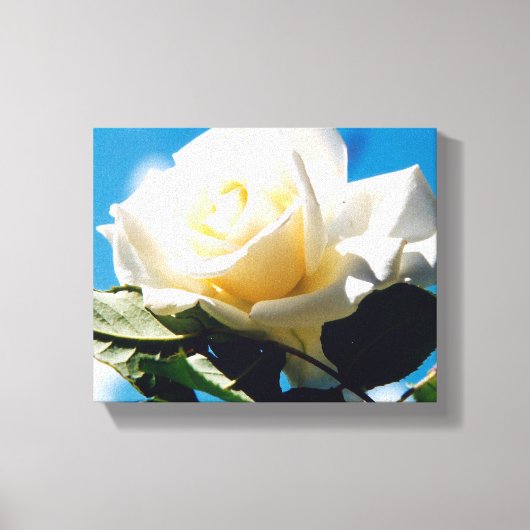 Witte Rozen Schoonheid Canvas Afdruk (Voorkant)