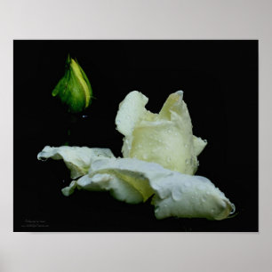 Witte rozenknop met regendruppels bloem poster