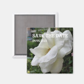 Witte rozenmagneten magneet (Voorkant / Achterkant)