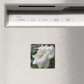 Witte rozenmagneten magneet (Insitu (Vaatwasser))