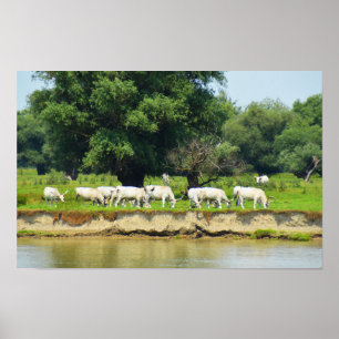 Witte runderen en rivier de Donau Poster
