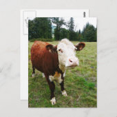 Witte rundvlees briefkaart (Voorkant / Achterkant)