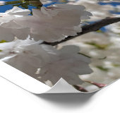 Witte Sakura H.G. Poster (Hoek)
