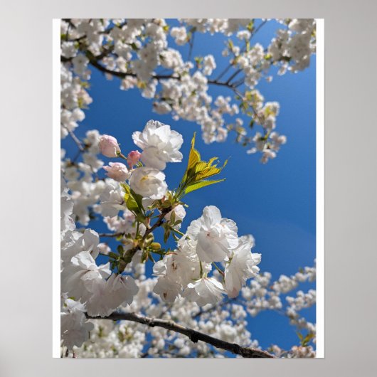 Witte Sakura H.G. Poster (Voorkant)