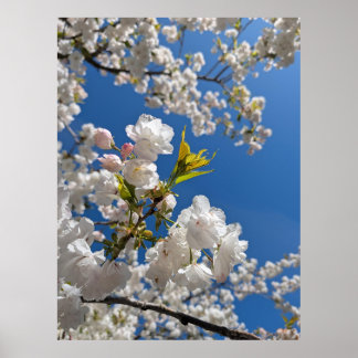 Witte Sakura H.G. Poster