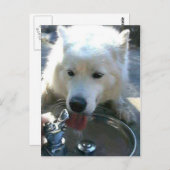  witte Samoyed Dog Briefkaart (Voorkant / Achterkant)