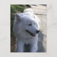witte Samoyed Dog