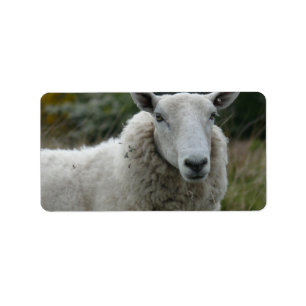 Witte schapen etiket