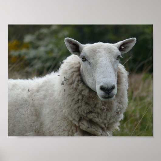 Witte schapen poster (Voorkant)