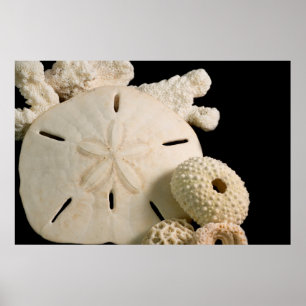 Witte schelpen en zanddollar poster