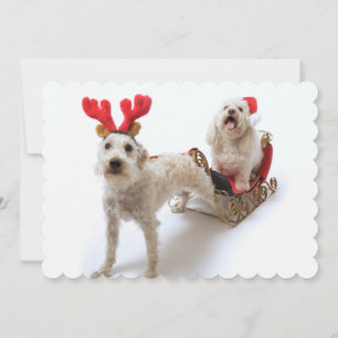 Witte Schnoodle staat met rode kerst Feestdagenkaart