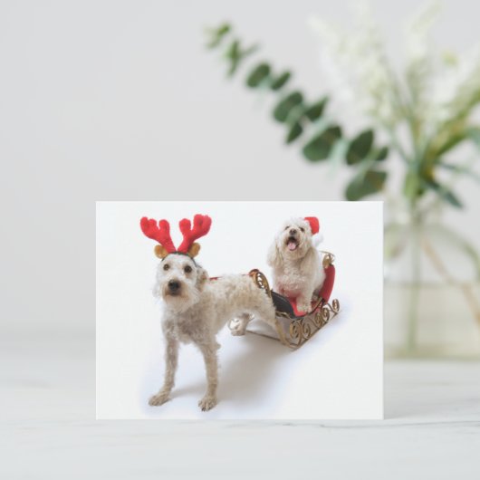 Witte Schnoodle staat met rode kerst Feestdagenkaart (Staand voorkant)