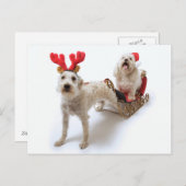 Witte Schnoodle staat met rode kerst Feestdagenkaart (Voorkant / Achterkant)
