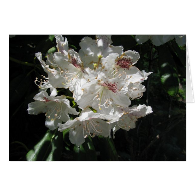 Witte schoonheid (Voorkant Horizontaal)