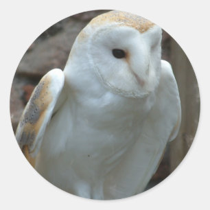 Witte Schuur Uil Stickers