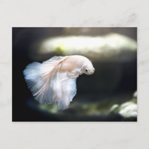 Witte siamese gevechtsvis briefkaart