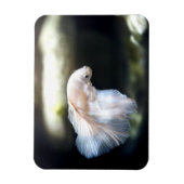 Witte siamese gevechtsvis magneet (Verticaal)
