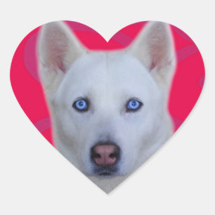 Witte Siberian Husky Sticker (roze achtergrond)
