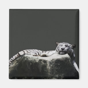 Witte sneeuw tijger - Big Cat slapen Magneet