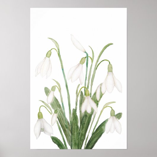 witte sneeuwbloem botanische waterverf poster (Voorkant)