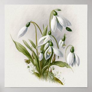 Witte Sneeuwklokje Bloemen Kunstprint Poster