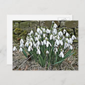 Witte sneeuwval, eerste briefkaart met bloem (Voorkant / Achterkant)